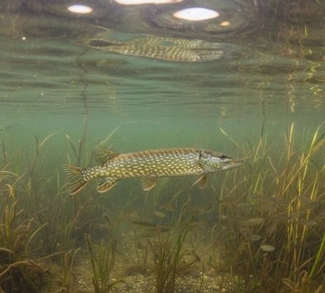 En gädda simmar över tät vattenvegetation i en grund vik