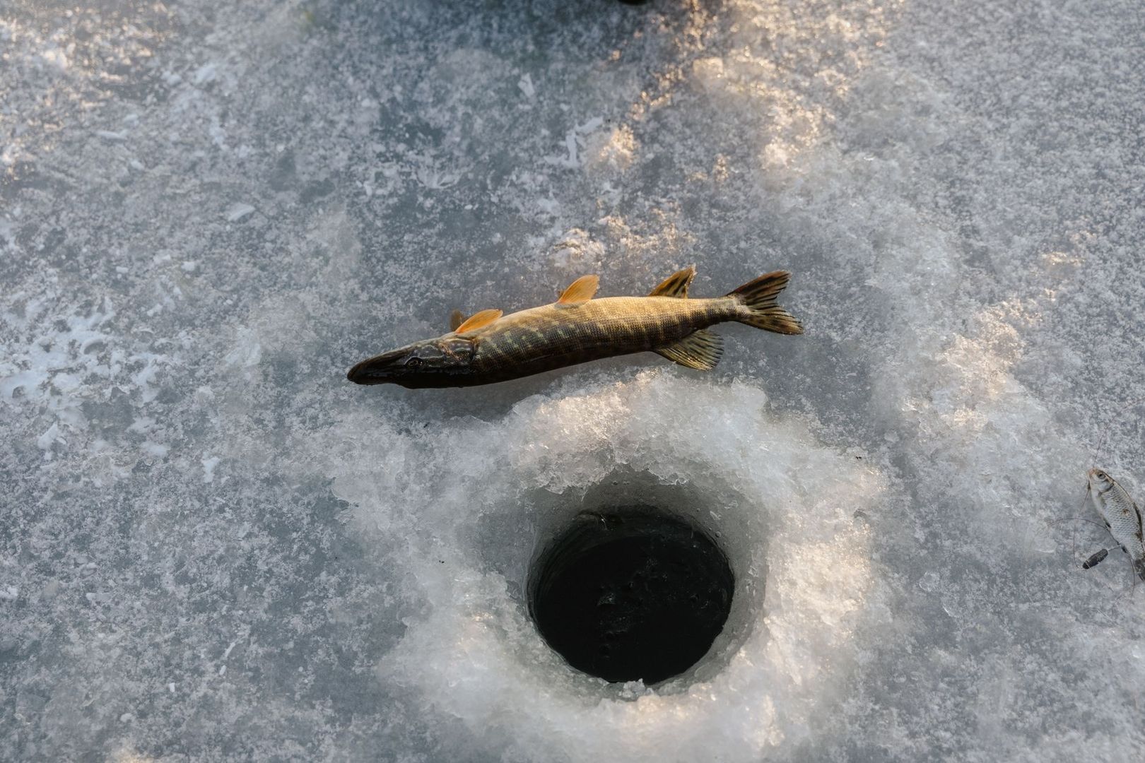 Gädda och isfiskehål på en frusen sjöyta